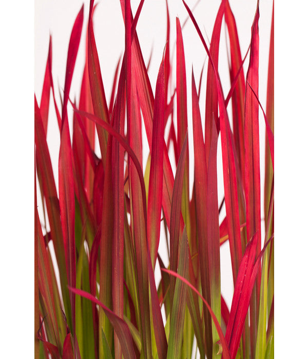  Japanisches Blutgras 'Red Baron'