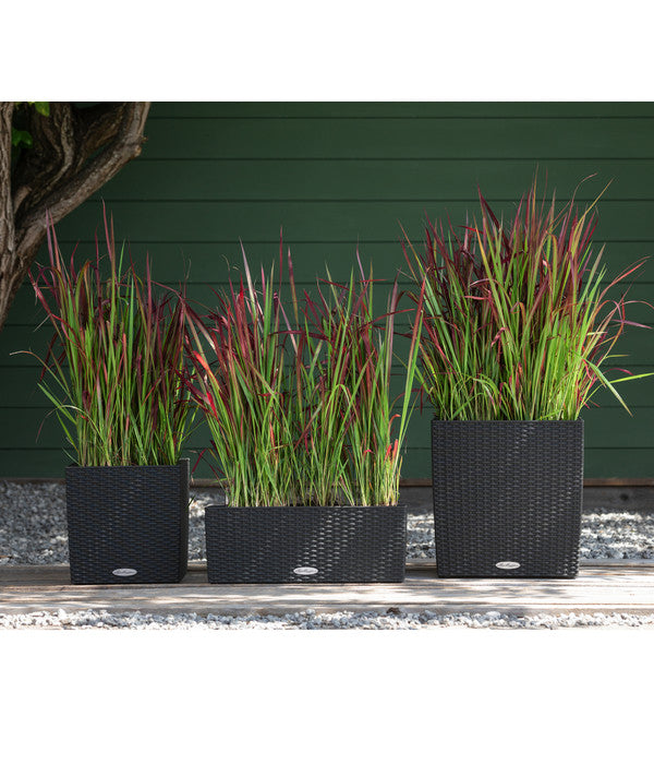  Japanisches Blutgras 'Red Baron'