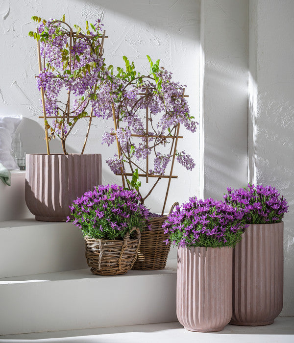  Chinesischer Blauregen - Wisterie, Blau