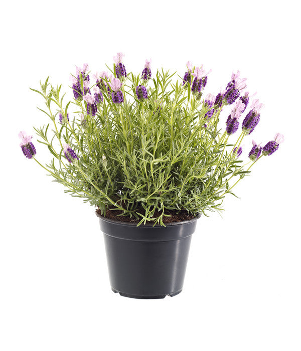 Schopf-Lavendel