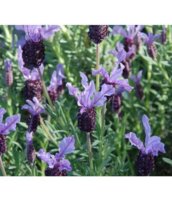  Schopf-Lavendel