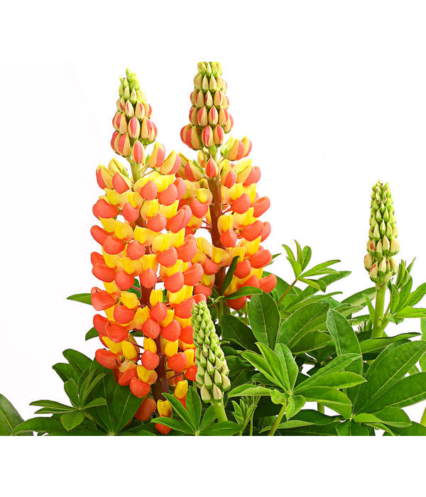  Lupine 'West Country', Verschiedene Farben