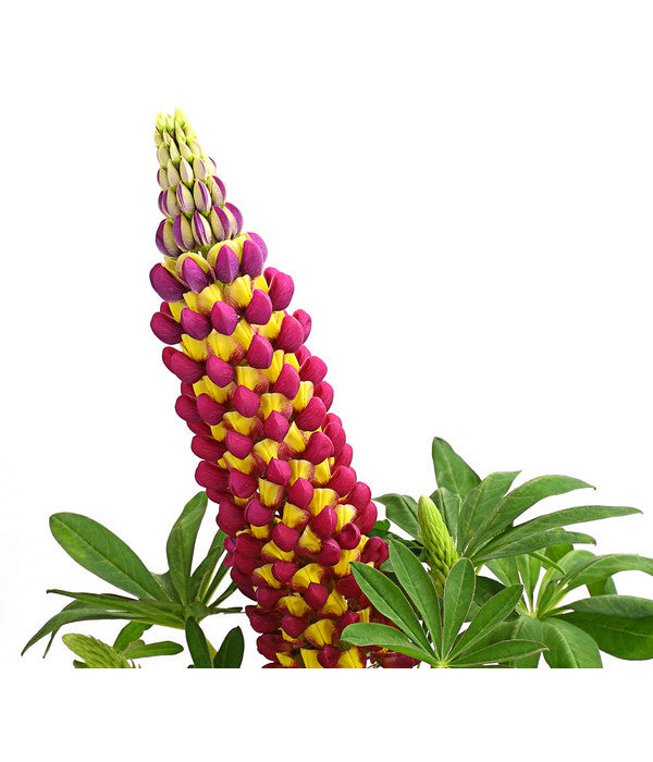  Lupine 'West Country', Verschiedene Farben