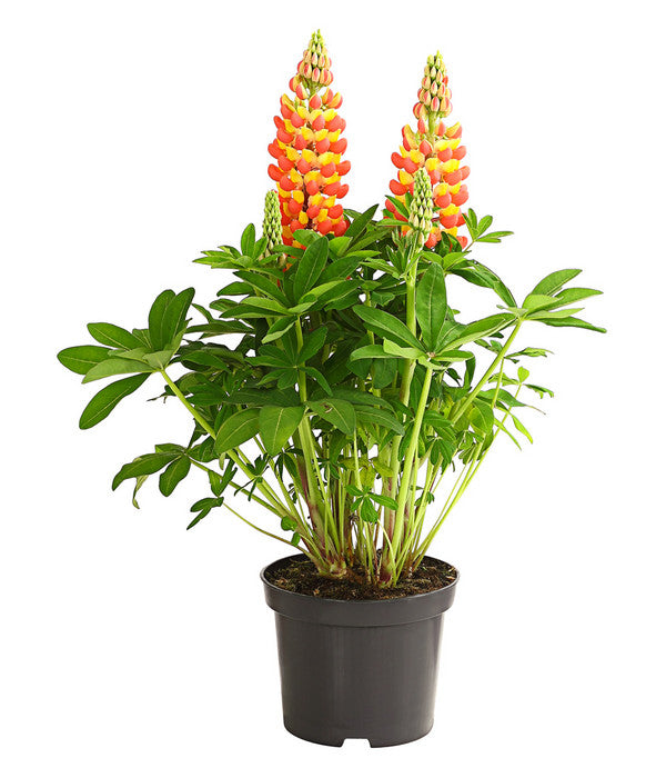  Lupine 'West Country', Verschiedene Farben
