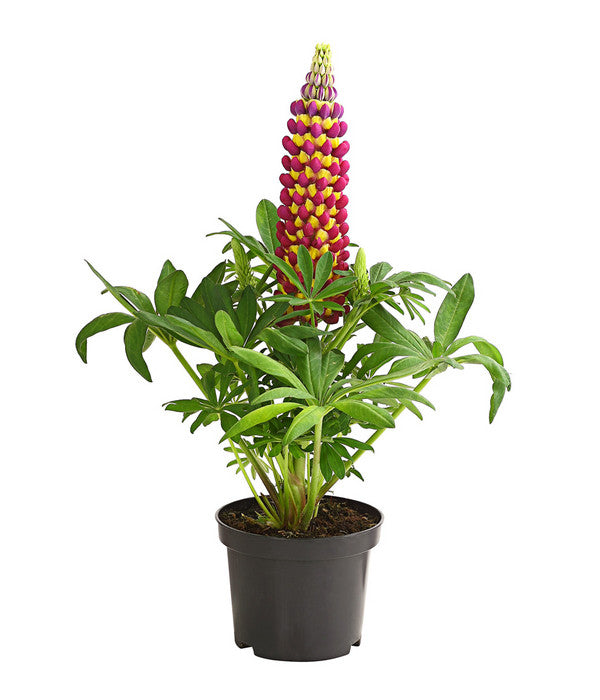  Lupine 'West Country', Verschiedene Farben