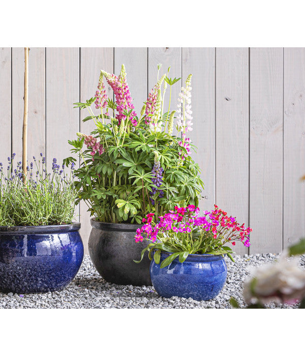  Lupine 'West Country', Verschiedene Farben