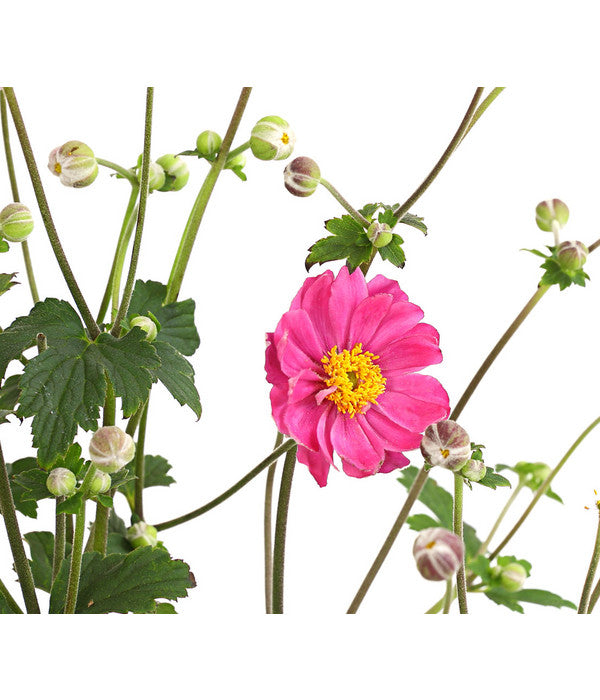  Herbst-Anemone 'Pamina', Verschiedene Farben