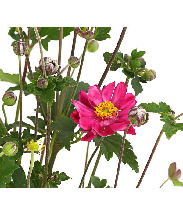  Herbst-Anemone 'Pamina', Verschiedene Farben