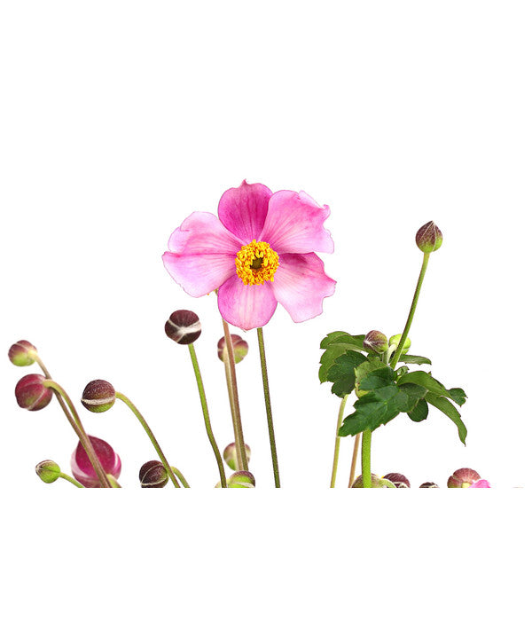  Herbst-Anemone 'Pamina', Verschiedene Farben