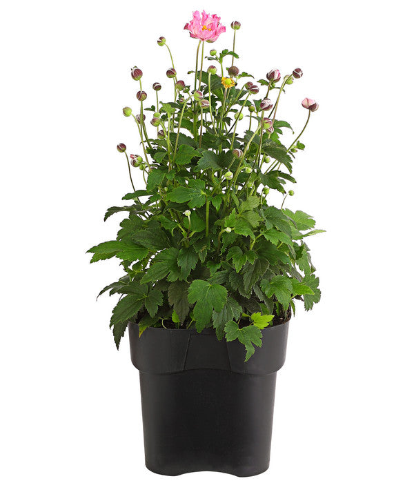 Herbst-Anemone 'Pamina', Verschiedene Farben