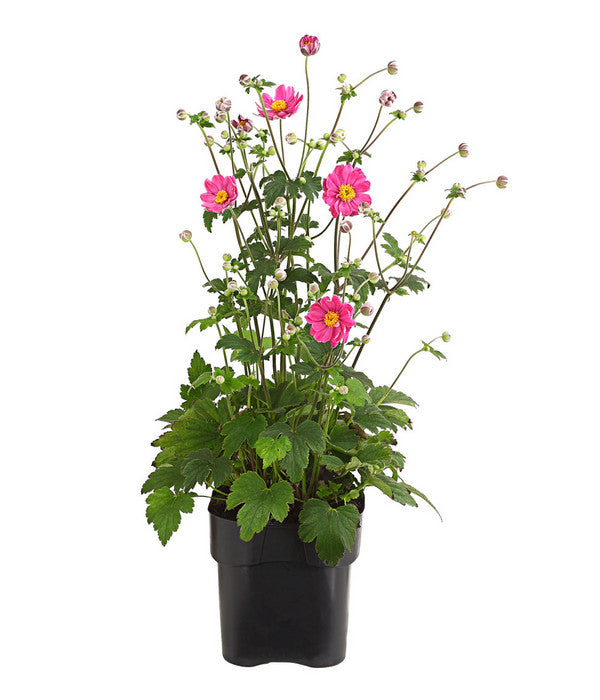  Herbst-Anemone 'Pamina', Verschiedene Farben