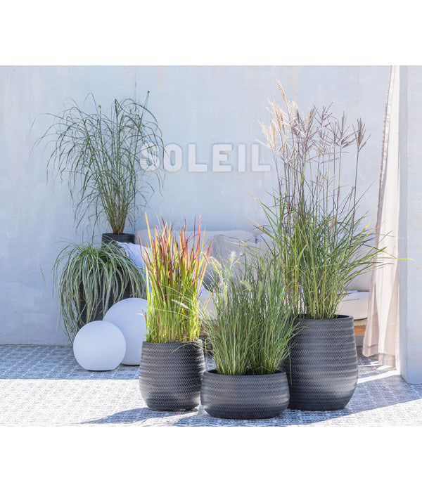  Japanisches Blutgras 'Red Baron'