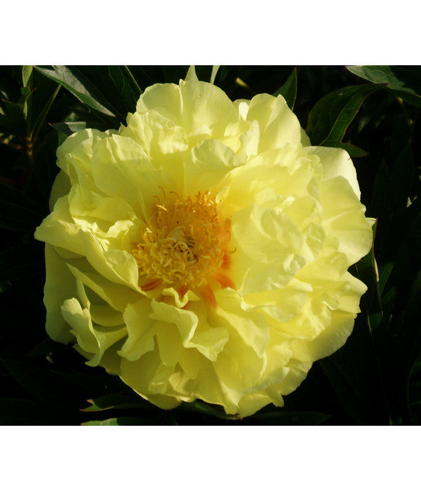  Edel-Pfingstrose 'Bartzella'