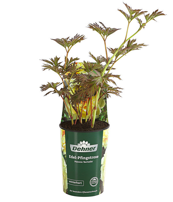  Edel-Pfingstrose 'Bartzella'