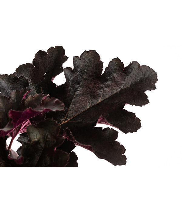  Purpurglöckchen 'Black Pearl®'