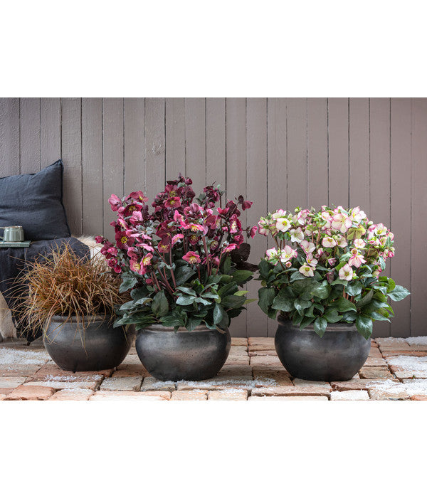  Schneerose 'Ice N' Roses® Red' - Helleborus Gold Collection®