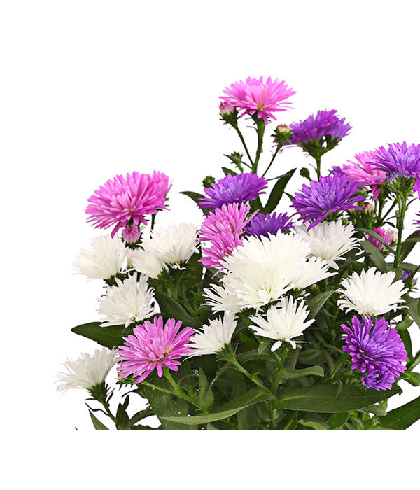  Glattblatt-Aster Trio