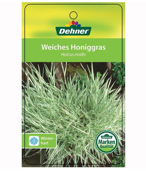  Weiches Honiggras