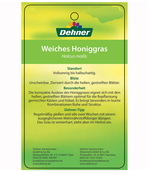  Weiches Honiggras