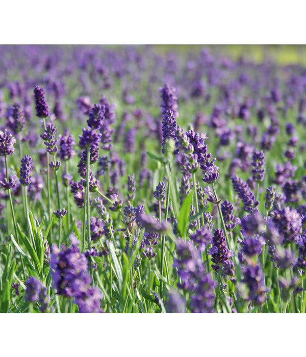  Lavendel