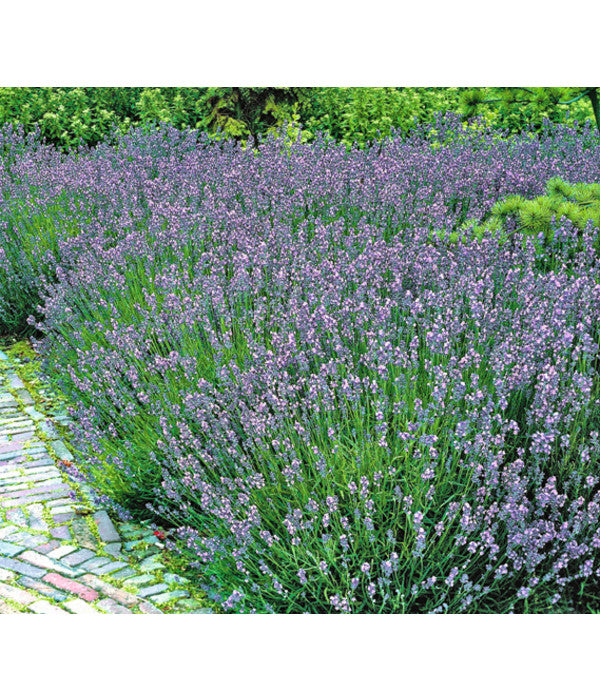  Lavendel
