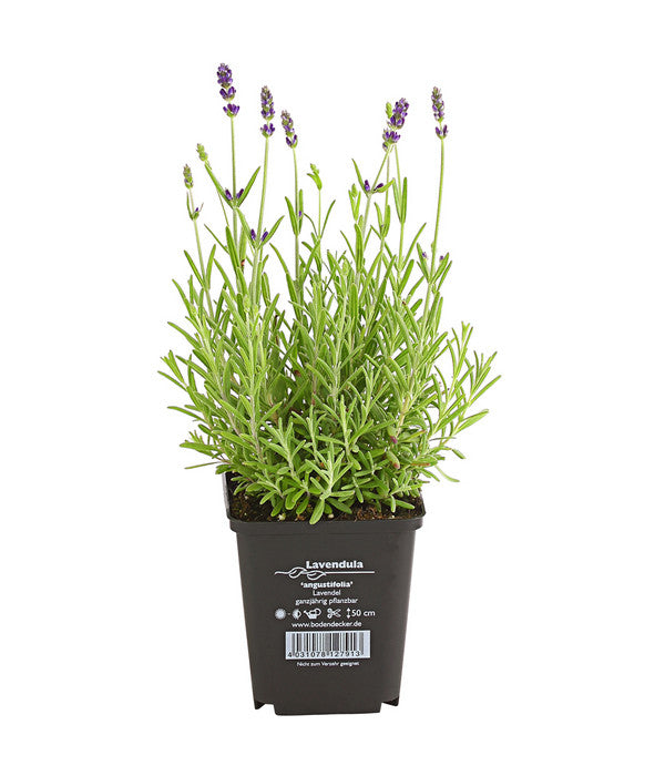  Lavendel