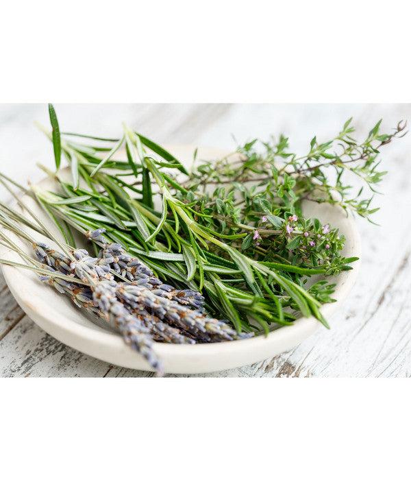  Dehner Gourmet Garten Hänge-Rosmarin
