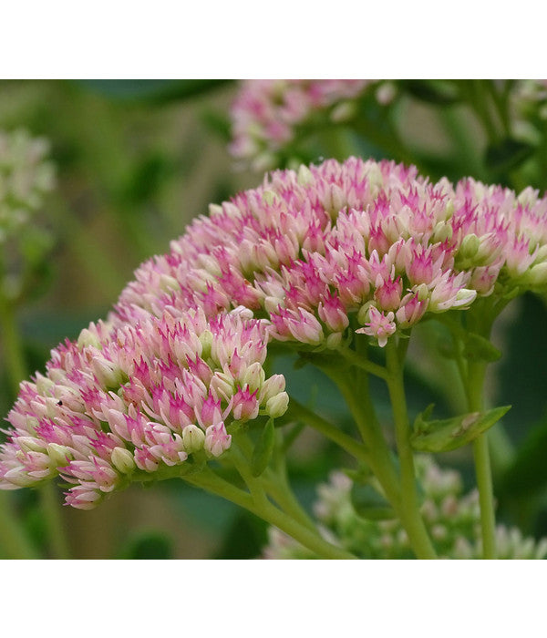  Fetthenne - Mauerpfeffer 'Autumn Joy'
