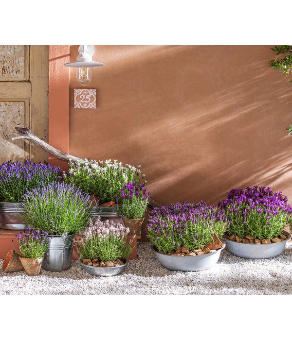  Lavendel-Set Lavendel-Vielfalt, 4-teilig
