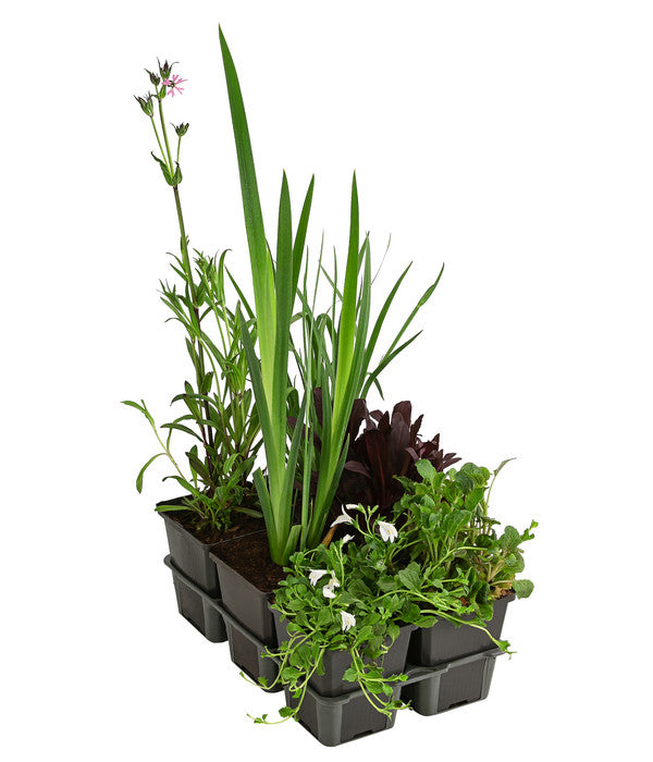  Wasserpflanzen-Set Biene, Verschiedene Sorten, 6er-Schale