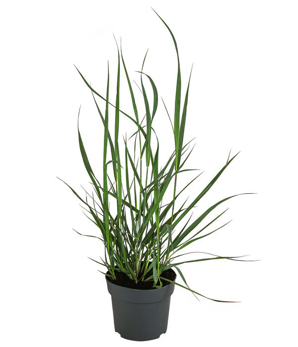  Rutenhirse 'Prairie Sky'