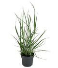  Rutenhirse 'Prairie Sky'