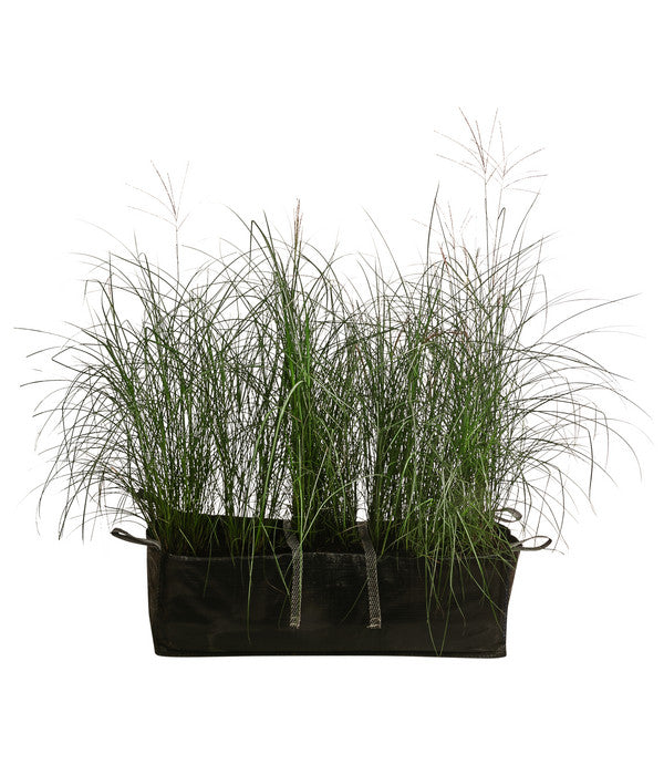 Chinaschilf 'Gracillimus' In Pflanztasche, Ca. B100 Cm