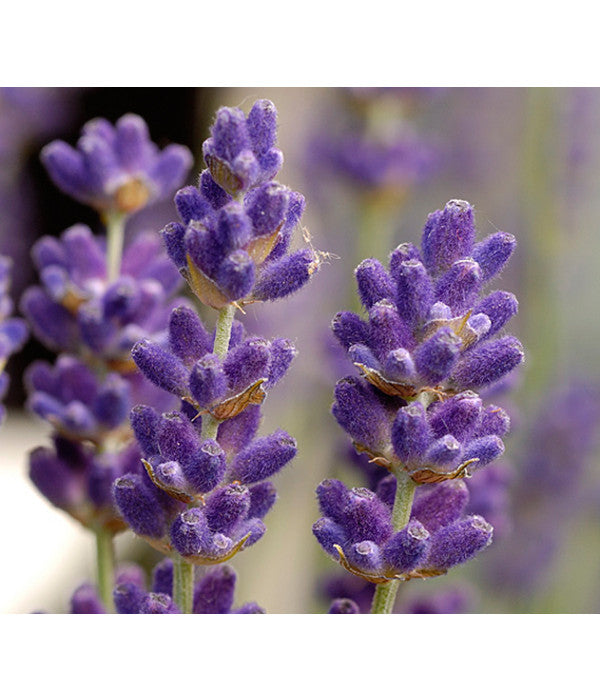  Lavendel