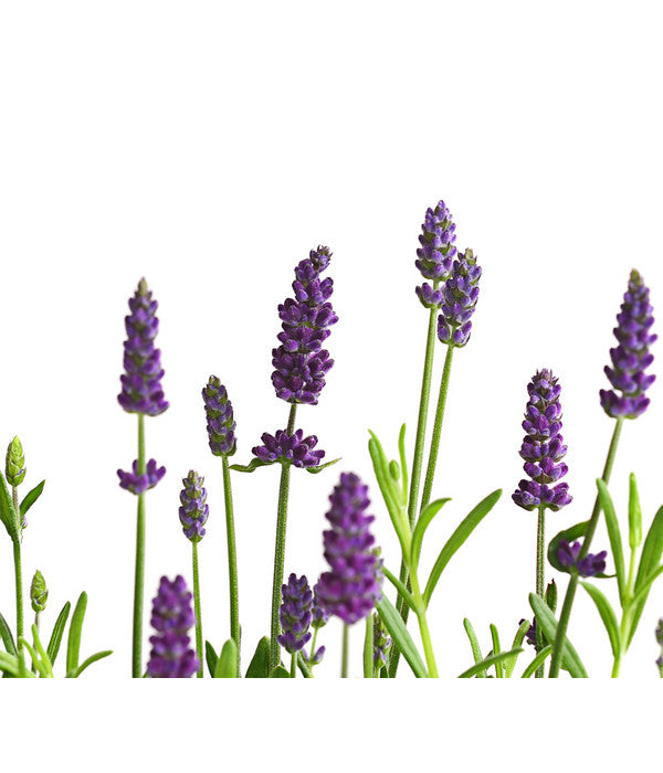  Lavendel
