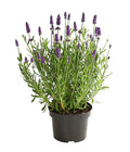  Lavendel