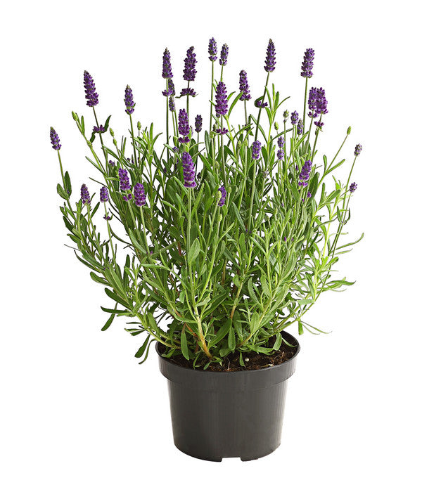  Lavendel