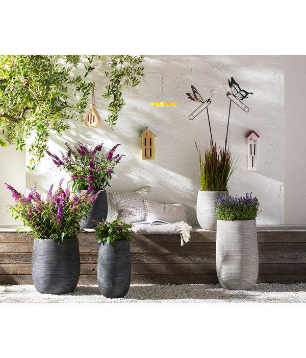  Dehner Gourmet Garten Strauchbasilikum 'Magic Blue'