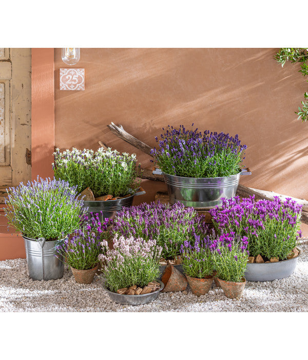  Lavendel