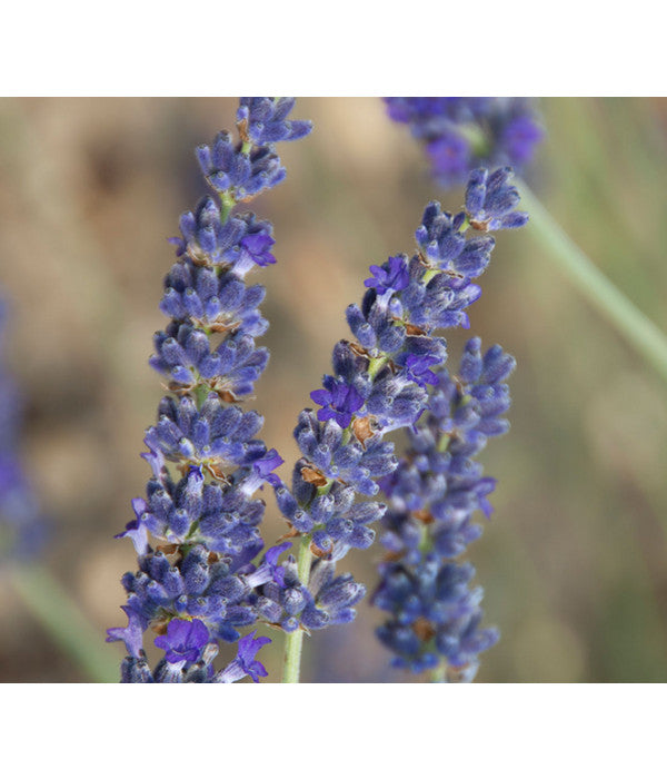  Lavendel 'Silver Sands'
