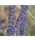  Lavendel 'Silver Sands'