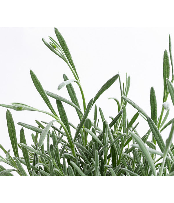  Lavendel 'Silver Sands'