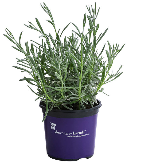  Lavendel 'Silver Sands'