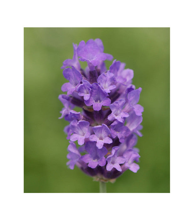  Lavendel 'No. 9'