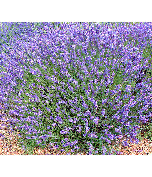  Lavendel 'No. 9'