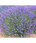  Lavendel 'No. 9'