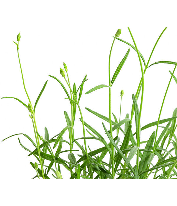  Lavendel 'No. 9'