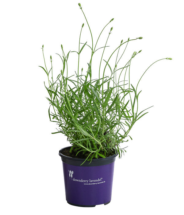  Lavendel 'No. 9'