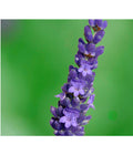  Lavendel 'Olympia'