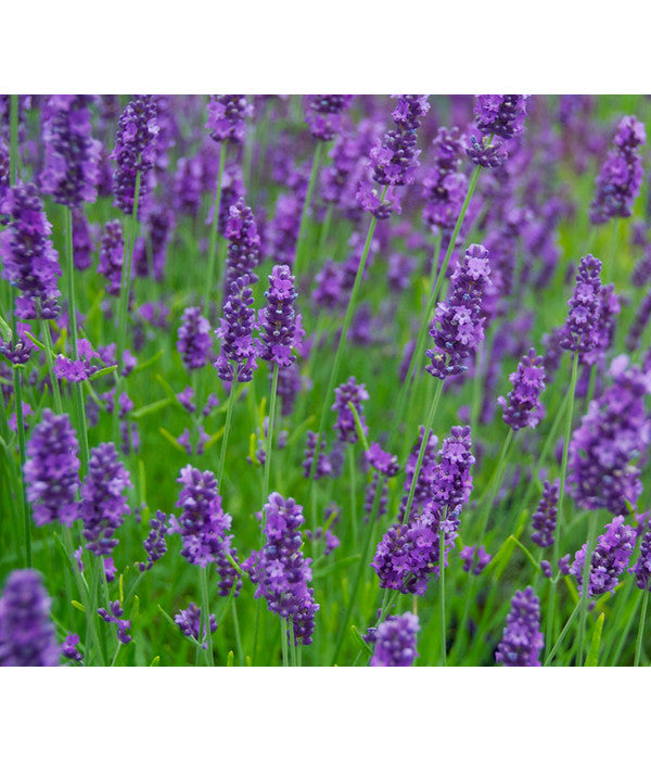  Lavendel 'Olympia'